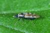 Dictyla echii